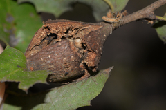 Dryocosmus asymmetricus