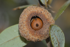 Andricus chrysobalani