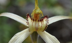 Caladenia fragrantissima