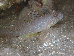 Silver Spotted Goby photo 3