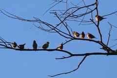 Poephila acuticauda acuticauda