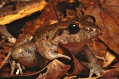 Limnonectes paramacrodon