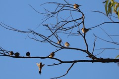 Poephila acuticauda acuticauda