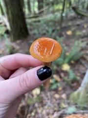Lactarius subflammeus
