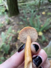 Lactarius subflammeus