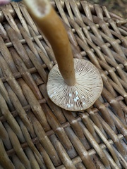 Lactarius subflammeus