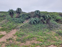 Aloe thraskii