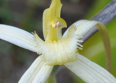 Caladenia fragrantissima