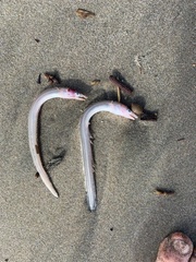 Gnathophis