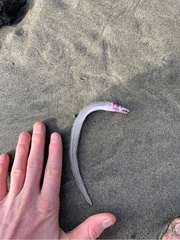 Gnathophis