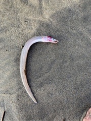 Gnathophis