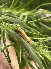 Philobota protecta