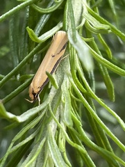 Philobota protecta