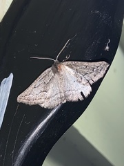 Tetracis formosa