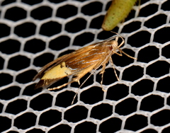 Labdia deliciosella