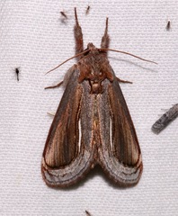 Gerrodes minatea