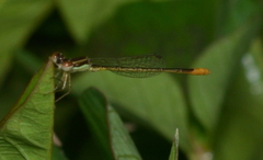 Agriocnemis exsudans