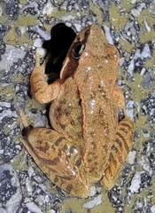 Rana amurensis
