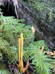 Clavariadelphus sachalinensis