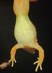 Rana amurensis