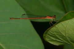 Agriocnemis exsudans