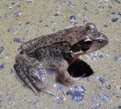 Rana huanrensis