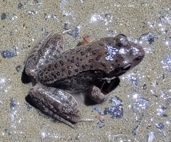 Rana huanrensis