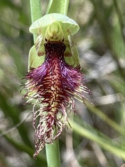 Calochilus robertsonii
