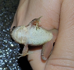 Rana huanrensis