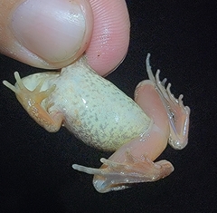 Rana huanrensis