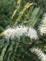 Mimosa tenuiflora