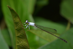 Agriocnemis exsudans