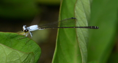 Agriocnemis exsudans