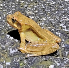 Rana dybowskii