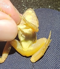Rana dybowskii