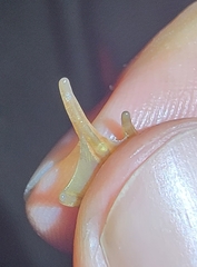 Rana dybowskii