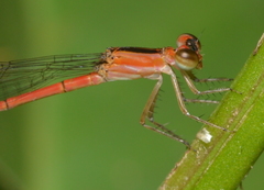 Agriocnemis exsudans