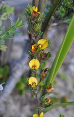 Pultenaea tenuifolia