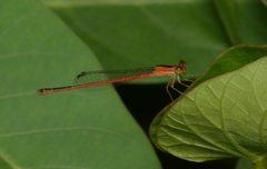 Agriocnemis exsudans