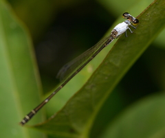 Agriocnemis exsudans