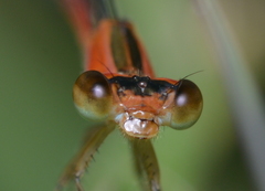 Agriocnemis exsudans