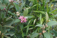 Rhodomyrtus tomentosa