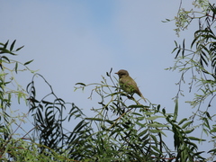 Vireo gilvus