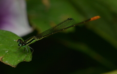 Agriocnemis exsudans