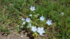 Nemophila menziesii integrifolia