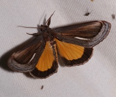 Gerrodes minatea