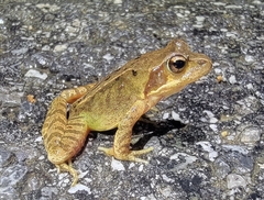 Rana dybowskii