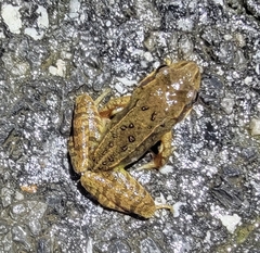 Rana dybowskii