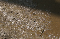 Periophthalmus modestus