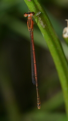 Agriocnemis exsudans